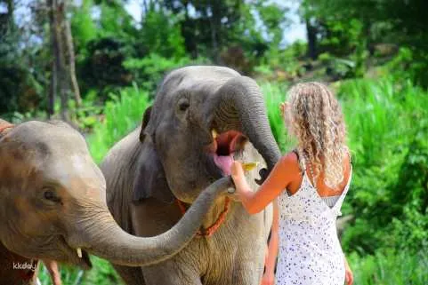 Phuket Elephant Save & Care Program Half-Day Tour | Thailand