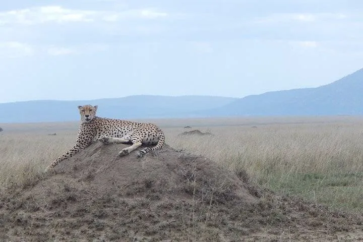 5 Days Safari Adventure to Serengeti and Ngorongoro