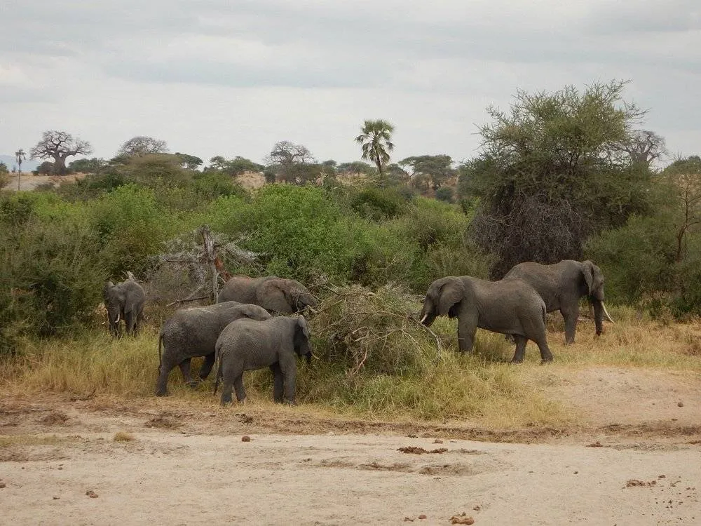 9 Days Tanzania Exhaustive Safari Adventure