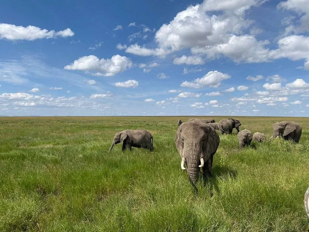 4 Days Ngorongoro & Serengeti Safari from Arusha